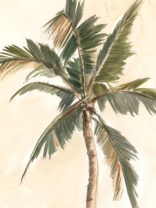 Picture of ANTIQUE WATERCOLOR PALM STUDY II