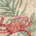 Picture of DAMASK CRAB IV