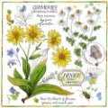 Picture of CHAMOMILE AND ARNICA
