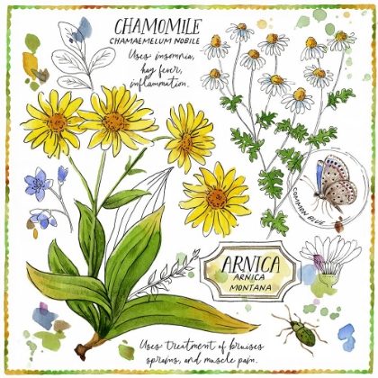 Picture of CHAMOMILE AND ARNICA