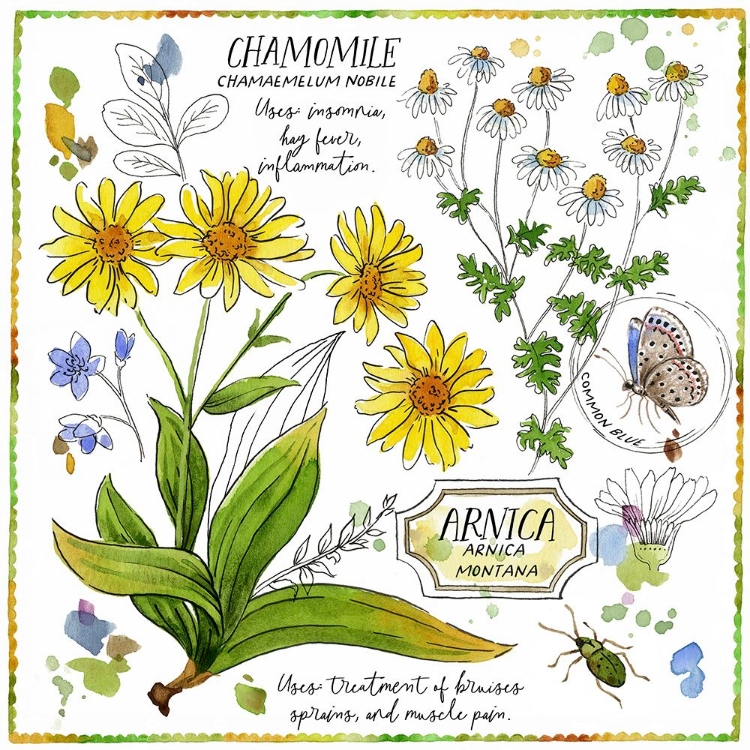 Picture of CHAMOMILE AND ARNICA