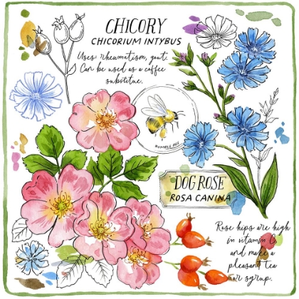 Picture of CHICORY AND ROSEHIP