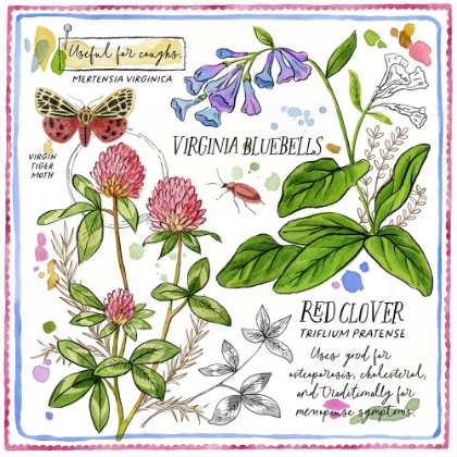 Picture of RED CLOVER AND BLUEBELLS