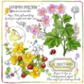 Picture of ST. JOHNS WORT AND MALLOW