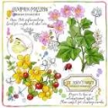 Picture of ST. JOHNS WORT AND MALLOW