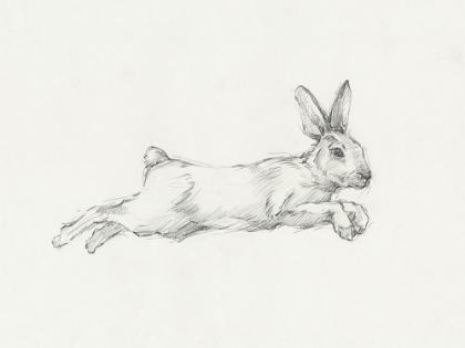 Picture of HARE PENCIL STUDY I