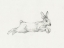 Picture of HARE PENCIL STUDY I