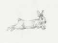 Picture of HARE PENCIL STUDY I