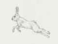 Picture of HARE PENCIL STUDY II