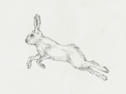 Picture of HARE PENCIL STUDY II