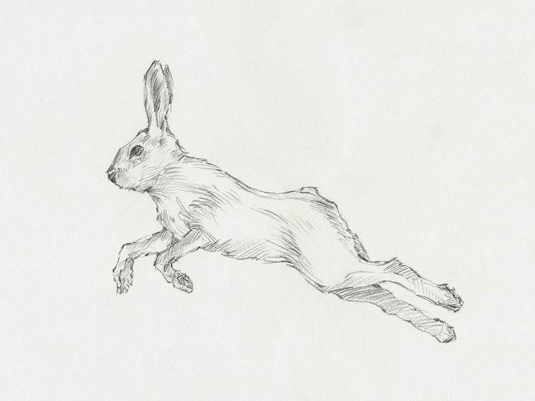Picture of HARE PENCIL STUDY II