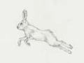 Picture of HARE PENCIL STUDY II