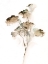 Picture of POWDERED FLORAL I