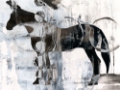 Picture of BANDW HORSE ABSTRACT I