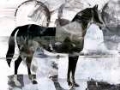 Picture of BANDW HORSE ABSTRACT II