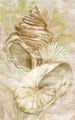 Picture of ANTIQUE PEACH SHELL COLLAGE I