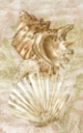 Picture of ANTIQUE PEACH SHELL COLLAGE II
