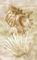 Picture of ANTIQUE PEACH SHELL COLLAGE II