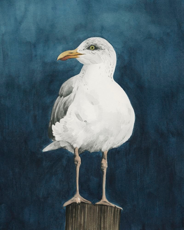 Picture of NIGHT GULL II