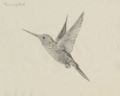 Picture of HUMMINGBIRD SOLO DANCE I