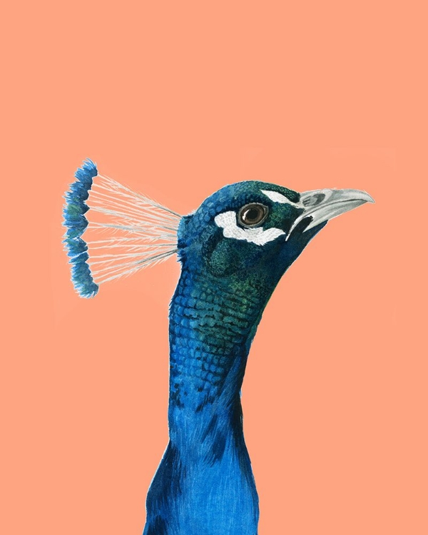 Picture of PEACH PEACOCK PORTRAIT I