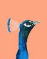 Picture of PEACH PEACOCK PORTRAIT I