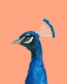 Picture of PEACH PEACOCK PORTRAIT II