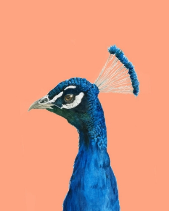 Picture of PEACH PEACOCK PORTRAIT II