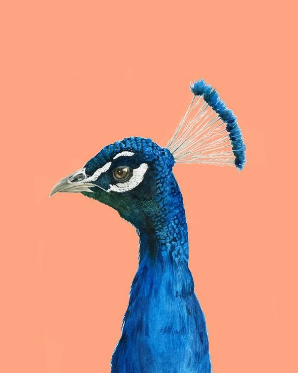 Picture of PEACH PEACOCK PORTRAIT II