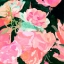 Picture of ABOUT ROSES II