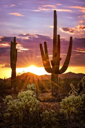 Picture of CANYON SUNSET VIII