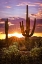Picture of CANYON SUNSET VIII