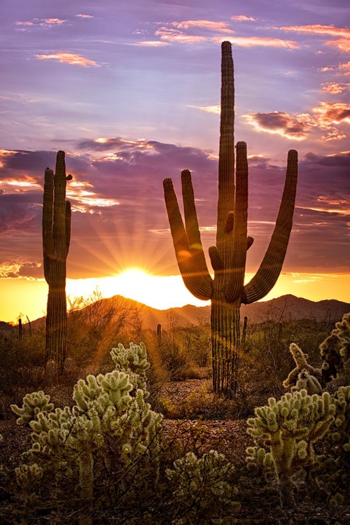 Picture of CANYON SUNSET VIII