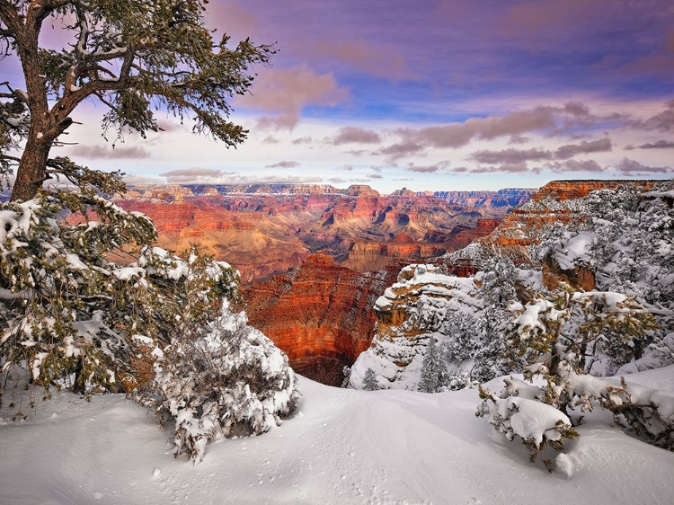 Picture of GRAND CANYON SNOW I