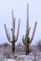 Picture of SAQUARO CACTUS SNOW