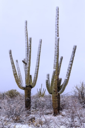 Picture of SAQUARO CACTUS SNOW
