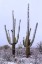 Picture of SAQUARO CACTUS SNOW