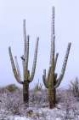 Picture of SAQUARO CACTUS SNOW