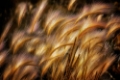 Picture of FIELD OF GRAIN