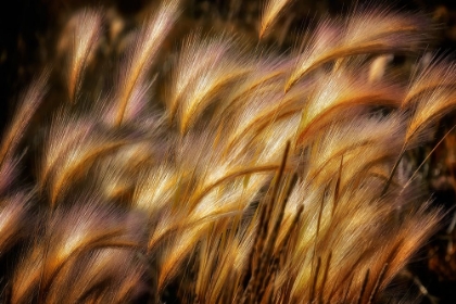 Picture of FIELD OF GRAIN