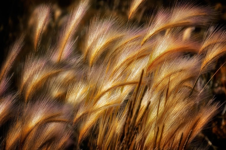 Picture of FIELD OF GRAIN