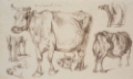 Picture of COW STUDIES II