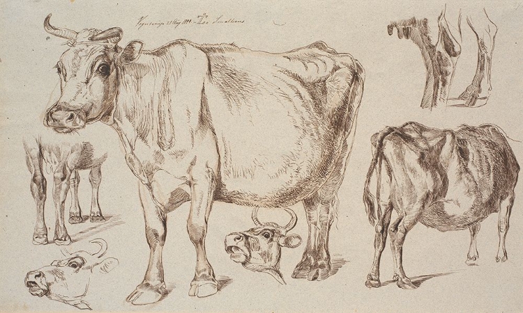 Picture of COW STUDIES II