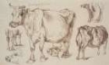 Picture of COW STUDIES II