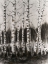 Picture of CHARCOAL BIRCH STAND I