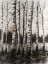 Picture of CHARCOAL BIRCH STAND II