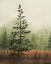Picture of YOUNG EVERGREEN I