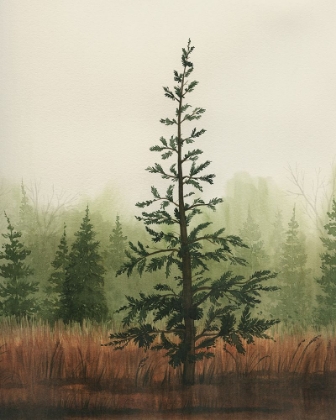 Picture of YOUNG EVERGREEN II