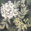 Picture of MY GARDEN II