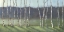 Picture of BIRCH SHADOWS III